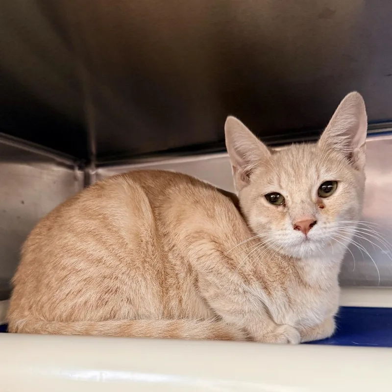 A baby small-sized male Buff / Tan / Fawn Domestic Short Hair cat named Gumbo for adoption in Palm Springs, CA