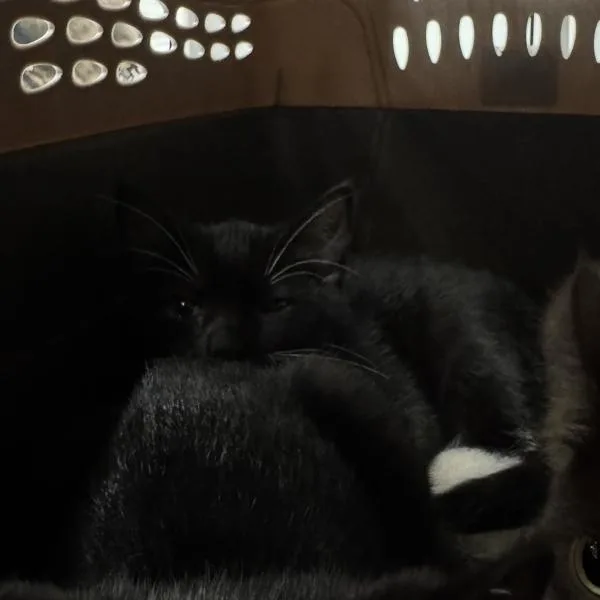 A baby small-sized male Domestic Short Hair cat named Mark for adoption in Des Moines, IA