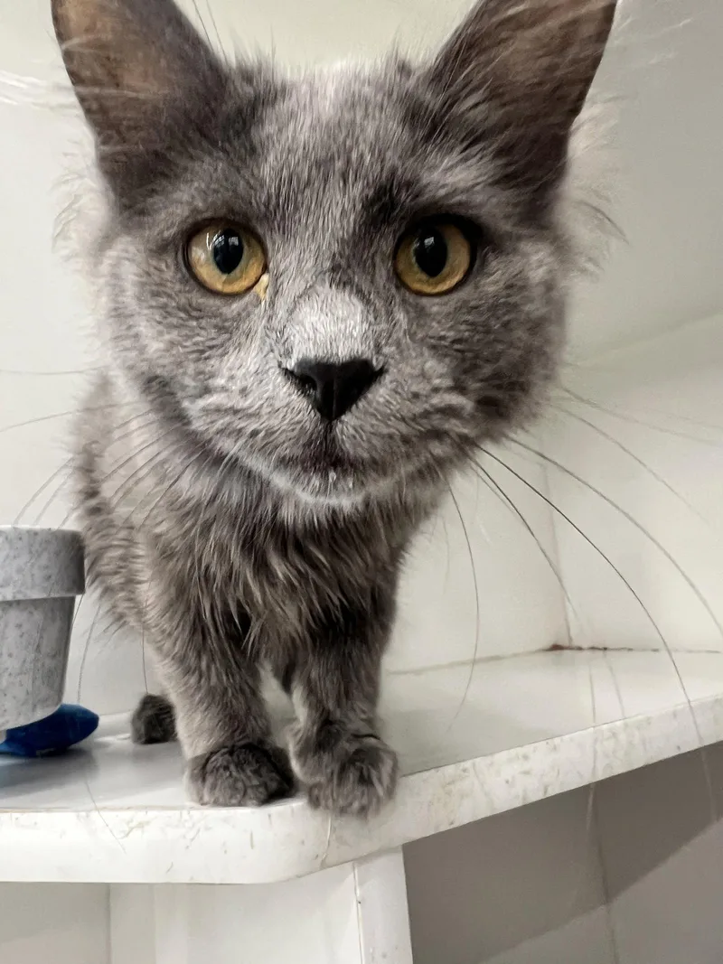 A young medium-sized female Domestic Medium Hair cat named Joplin for adoption in Spring Lake, NJ