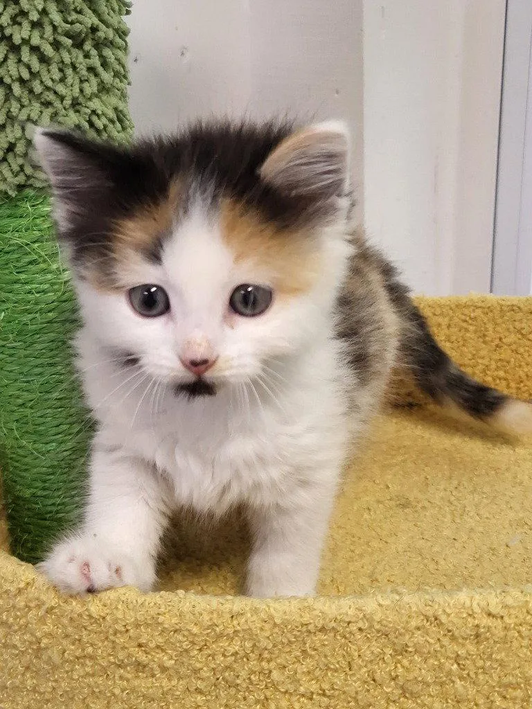A baby small-sized female Calico cat named Tiara for adoption in Ellijay, GA