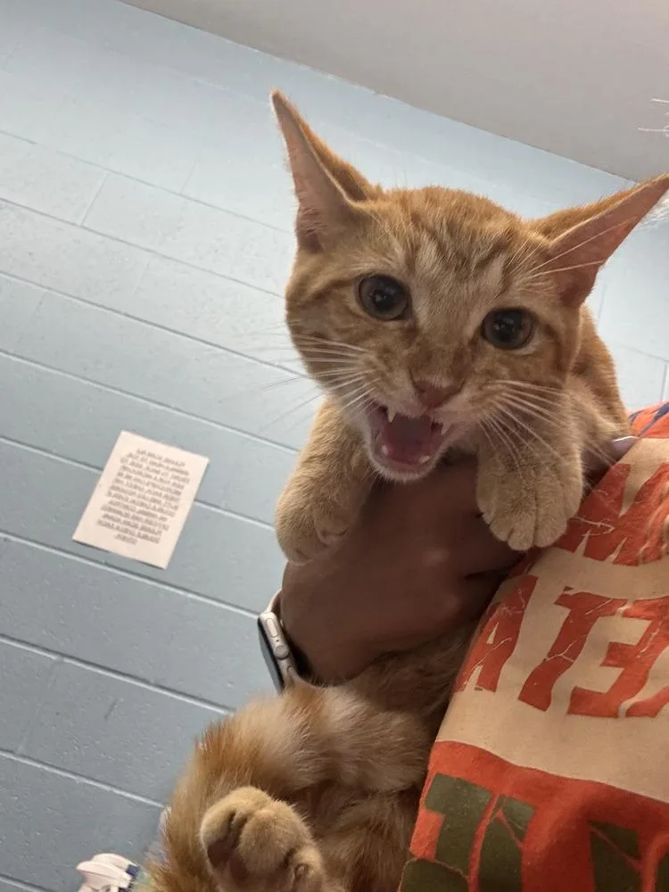 An adult small-sized male Tabby (Orange / Red) Domestic Short Hair cat named Tobias for adoption in Evansville, IN