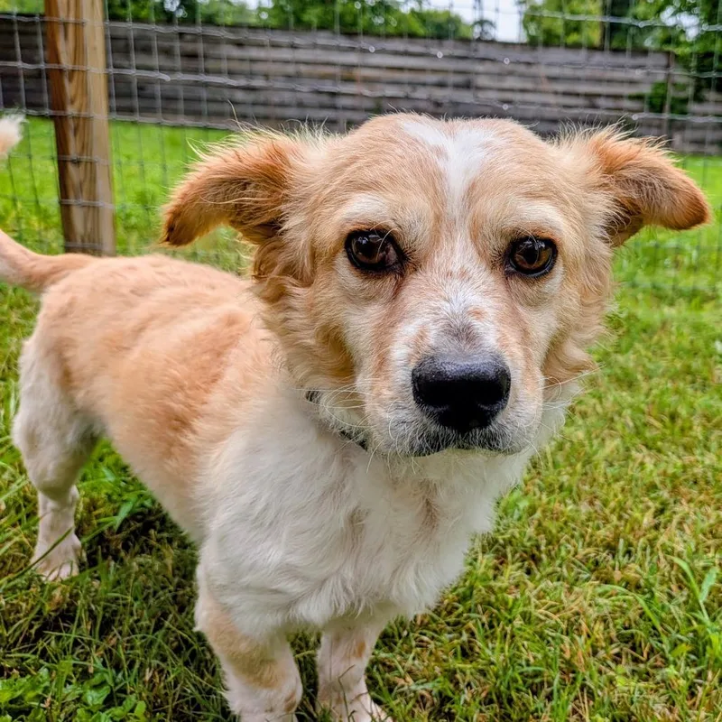 An adult small-sized male Yellow / Tan / Blond / Fawn Jack Russell Terrier dog named Frankie Porter for adoption in Houston, TX
