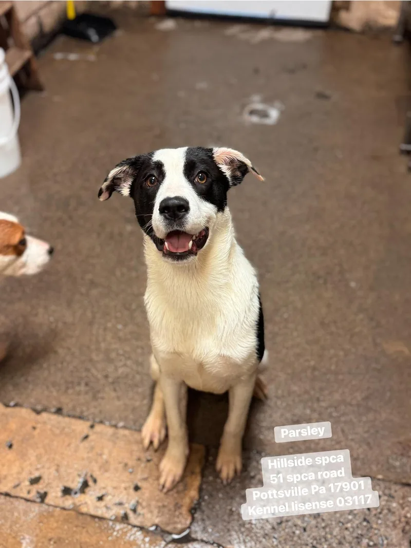 A young medium-sized female White / Cream Boxer dog named Parsley for adoption in Pottsville, PA