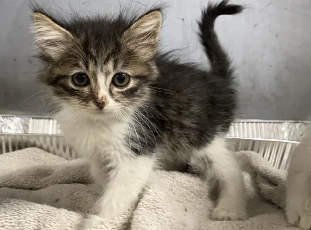 A baby small-sized female Domestic Short Hair cat named Mantis for adoption in Tustin, CA