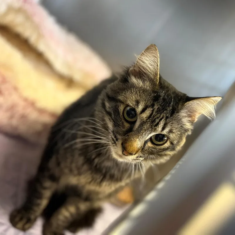 An adult small-sized male Domestic Short Hair cat named Turkey for adoption in Chehalis, WA