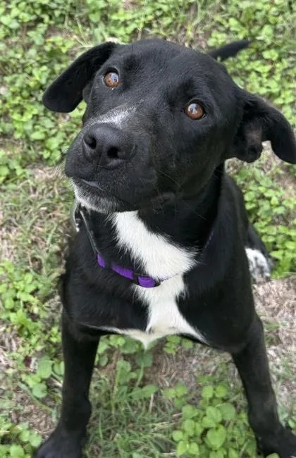 An adult medium-sized male Labrador Retriever dog named Jumping Jack for adoption in San Antonio, TX