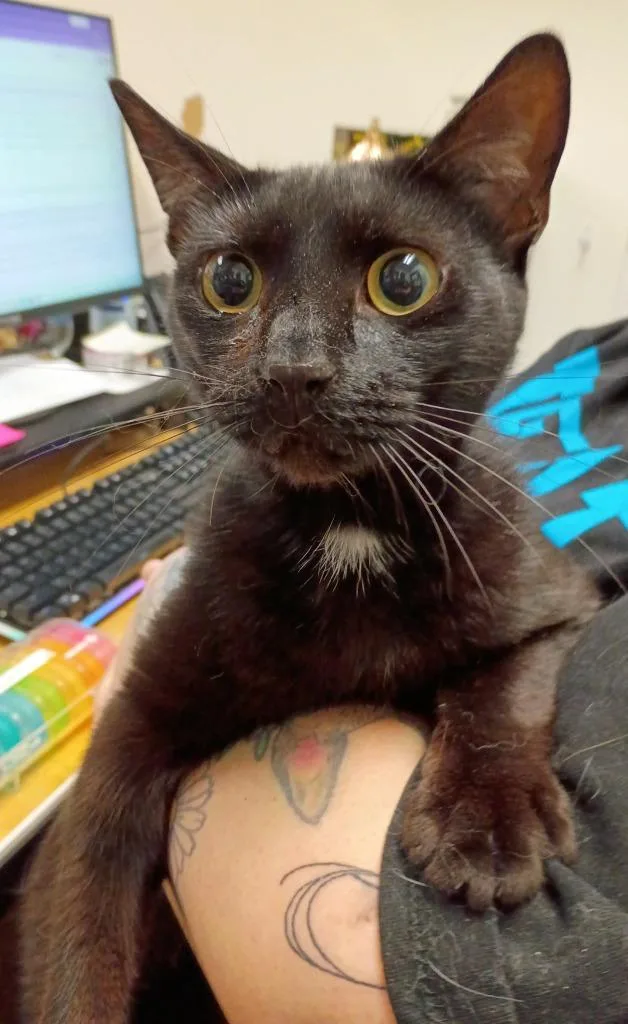 A baby medium-sized male Domestic Short Hair cat named Pawbert Redfurd for adoption in Hamilton, OH