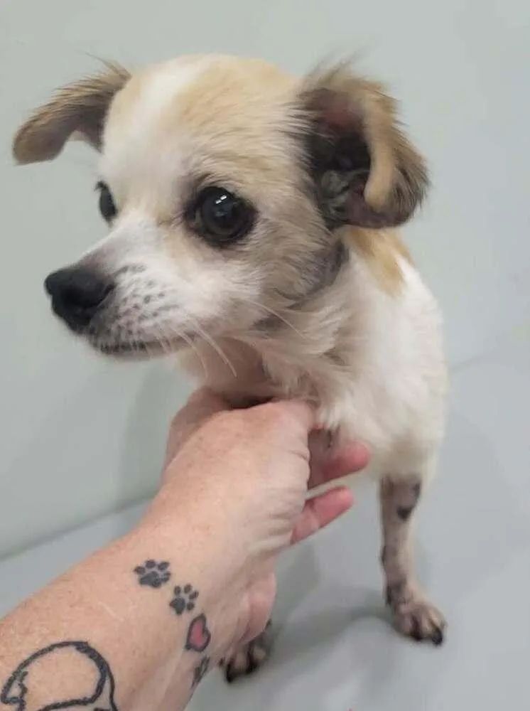 An adult small-sized female Tricolor (Brown, Black, & White) Chihuahua dog named Lena for adoption in Pottstown, PA