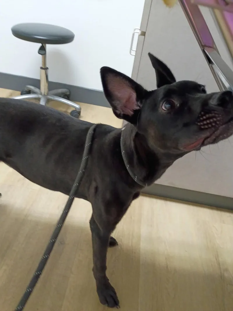 A young large-sized female Black American Staffordshire Terrier dog named Stevie for adoption in Frazier Park, CA