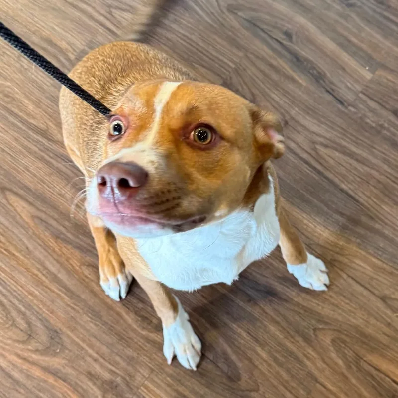 A young small-sized male Black American Bulldog dog named Freddy Krueger Aka Koda for adoption in LOXAHATCHEE, FL