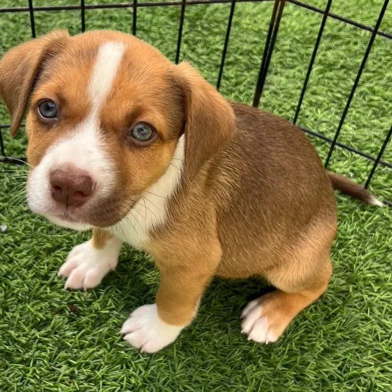 Freddy Krueger Aka Koda thumbnail 2