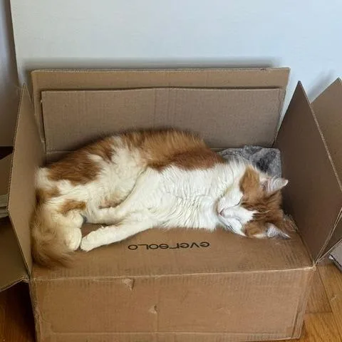 An adult small-sized male Orange / Red American Wirehair cat named Thor for adoption in Lynchburg, VA