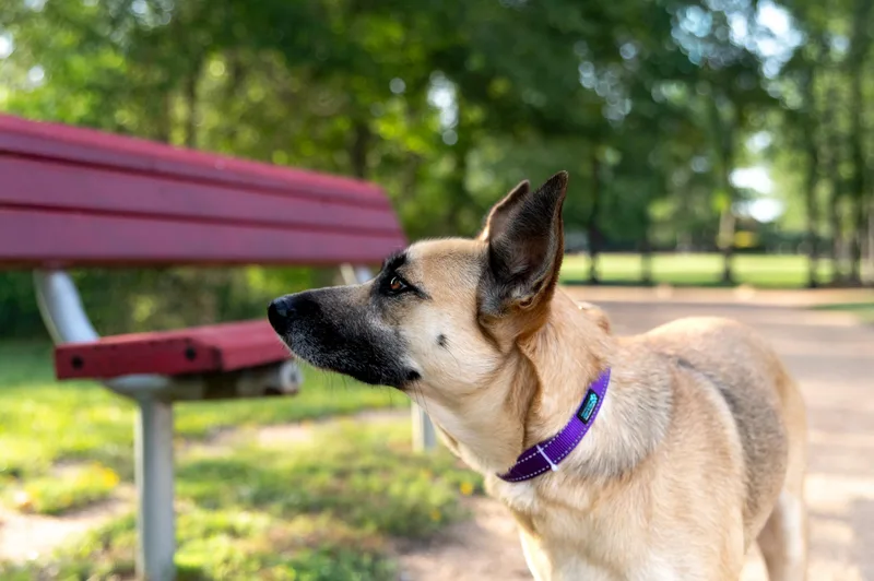 A young medium-sized female Yellow / Tan / Blond / Fawn German Shepherd Dog dog named Betsie for adoption in Magnolia, TX