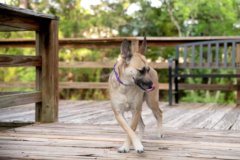Betsie thumbnail 6