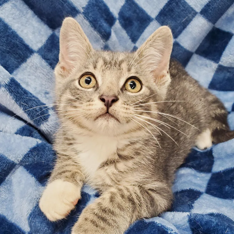 A baby medium-sized male Gray & White Domestic Short Hair cat named Talis for adoption in Ottawa, IL