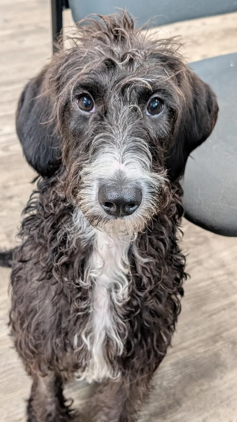 Darcy