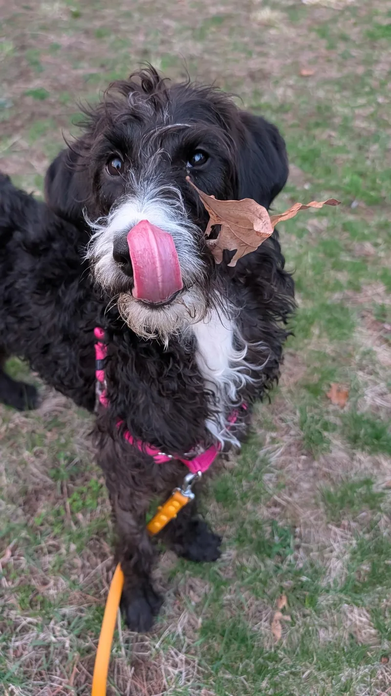 Darcy thumbnail 2