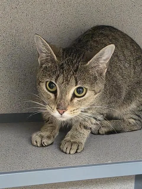 A young small-sized female Domestic Short Hair cat named Butterfly for adoption in Aliquippa, PA