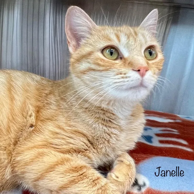 An adult medium-sized female Orange / Red Domestic Short Hair cat named Janelle for adoption in Madisonville, TN
