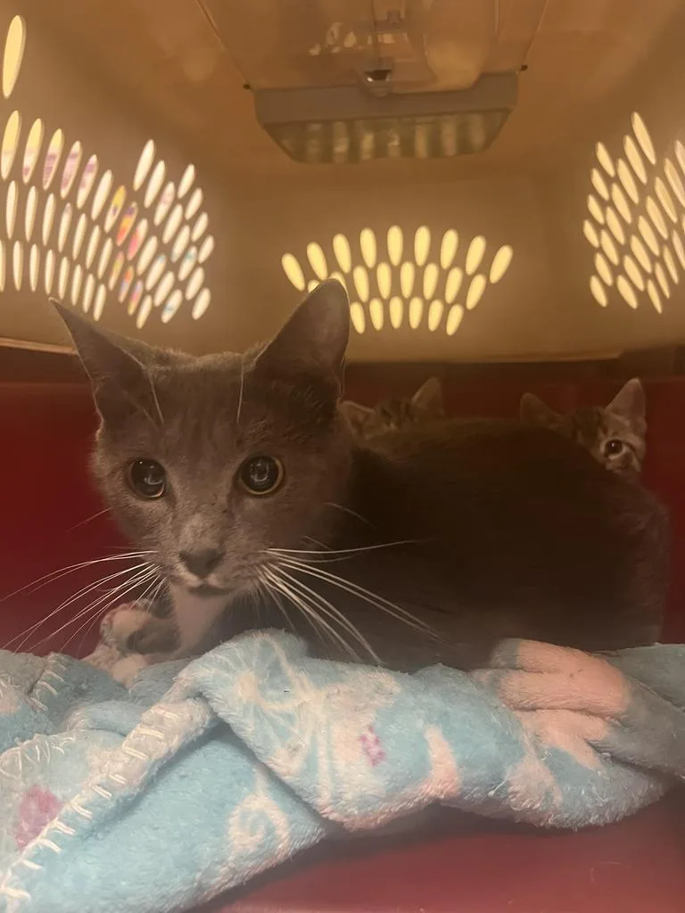 An adult medium-sized female Domestic Short Hair cat named Petunia for adoption in Florence, SC
