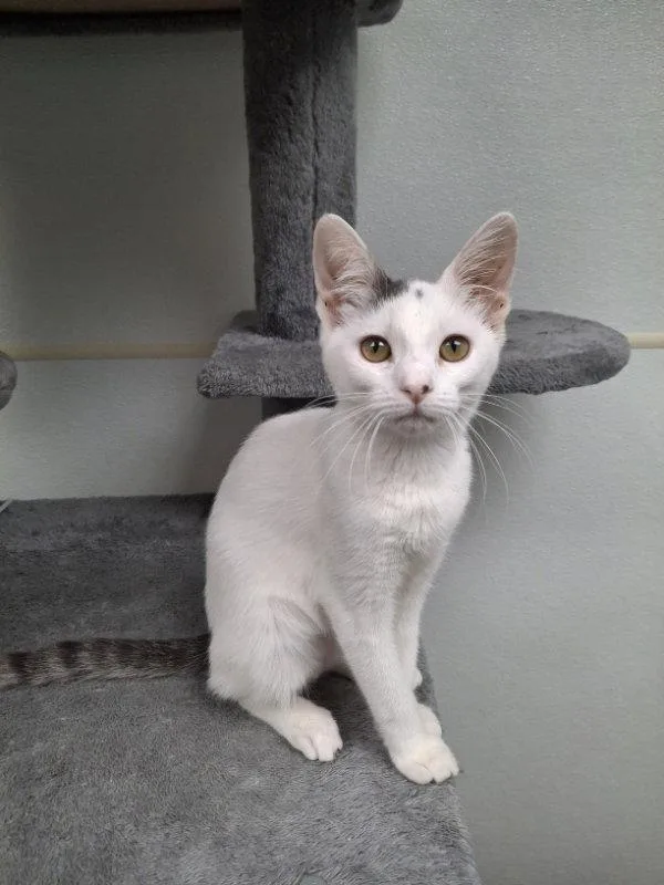 A baby medium-sized female Domestic Short Hair cat named Dorothy AND Dana for adoption in Gonic, NH
