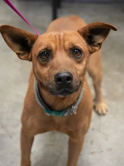 An adult small-sized male Cattle Dog dog named Brudo for adoption in Bowling Green, KY