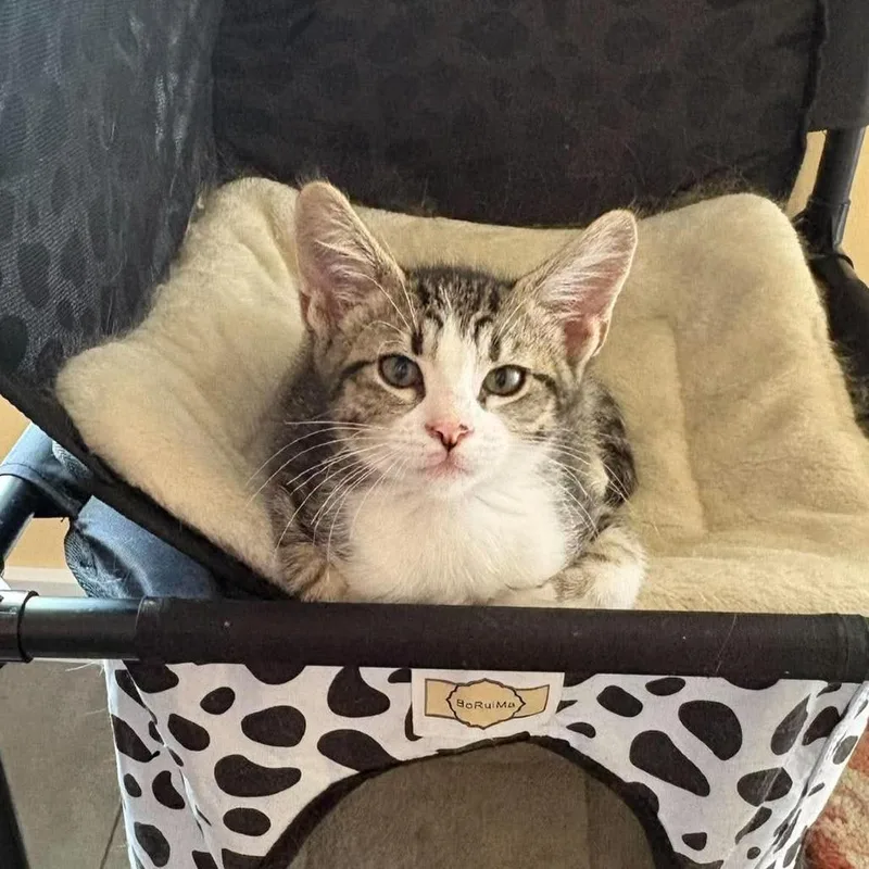 A baby small-sized male Brown / Chocolate Domestic Short Hair cat named Simba Storesund for adoption in Eagle Mountain, UT
