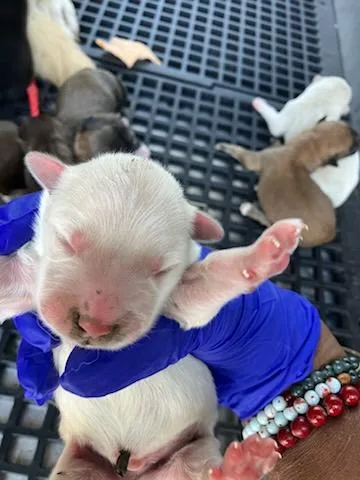 A baby medium-sized male Mixed Breed dog named Berlin for adoption in Dallas, TX