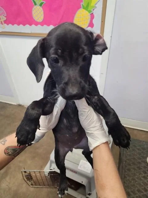 A baby small-sized female Mixed Breed dog named Match for adoption in Fort Walton Beach, FL