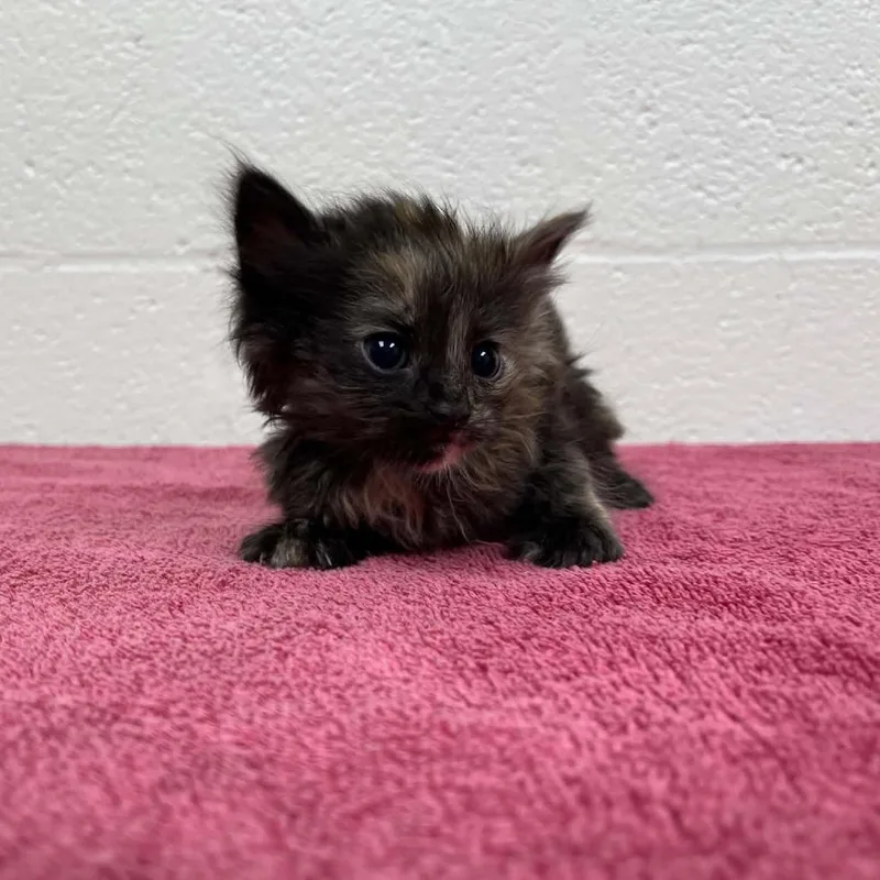 A baby small-sized female Tortoiseshell Domestic Medium Hair cat named Svasstray for adoption in Lyndhurst, VA