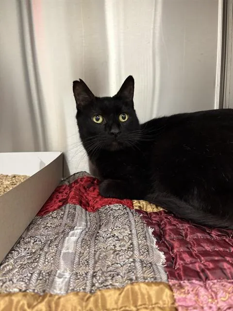 An adult medium-sized male Domestic Short Hair cat named Diego for adoption in Indianapolis, IN