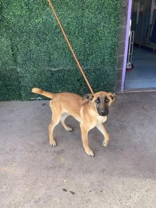 A baby medium-sized male Brown / Chocolate German Shepherd Dog dog named 60837720 for adoption in El Paso, TX