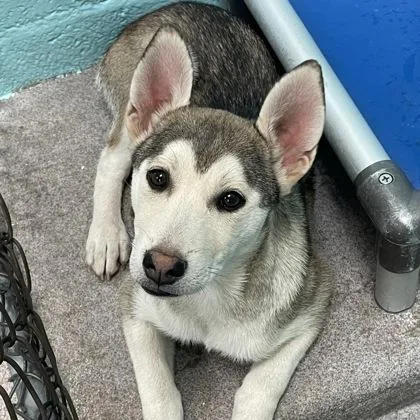 Delilah