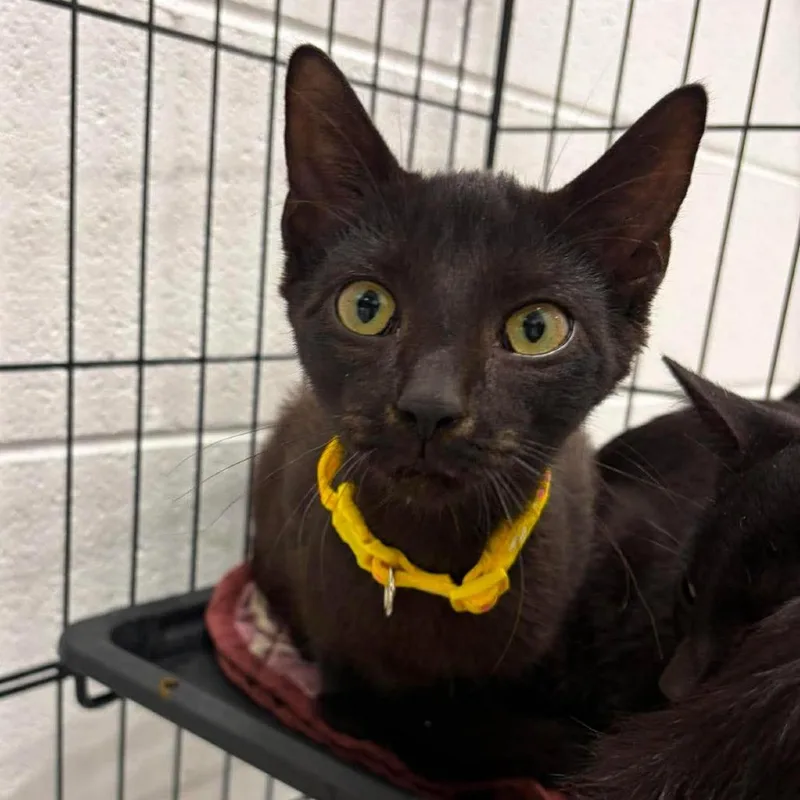 A baby small-sized male Domestic Short Hair cat named Minus for adoption in Rocky Mount, VA