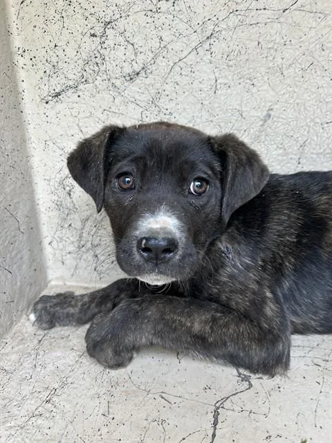 A baby small-sized female Cane Corso dog named Velvet for adoption in Oklahoma City, OK