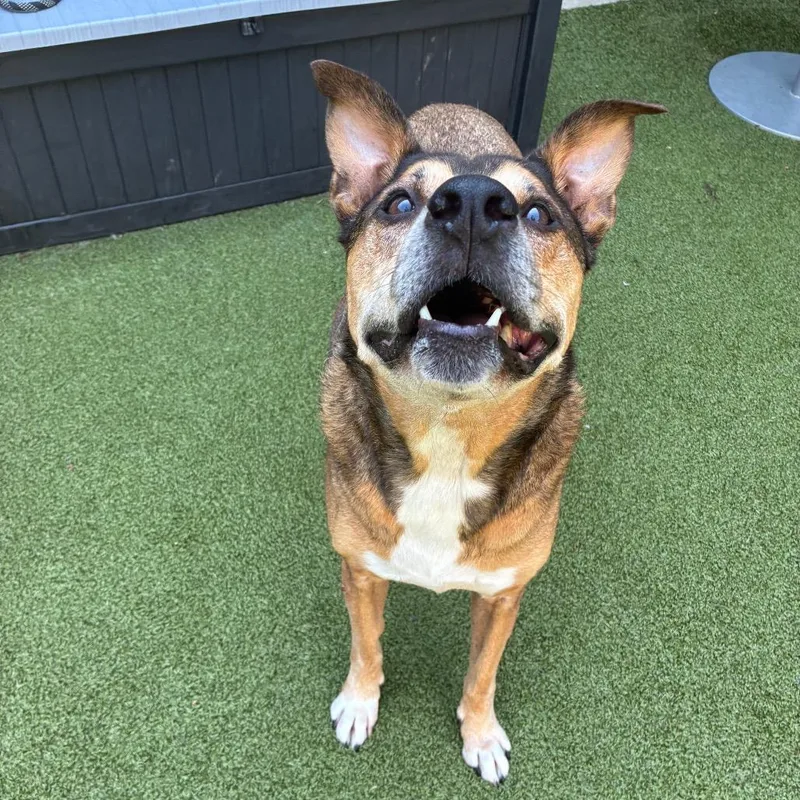 A senior large-sized male Yellow / Tan / Blond / Fawn Mixed Breed dog named Einstein for adoption in Greensboro, NC