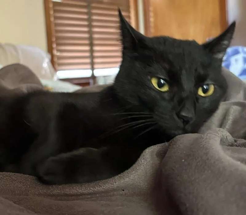 An adult medium-sized female Black American Shorthair cat named Marley for adoption in Painesville, OH