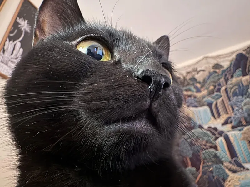 Marley thumbnail 4