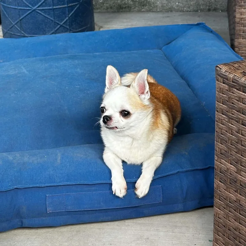 A senior small-sized female Golden Chihuahua dog named Ethel for adoption in Justin, TX