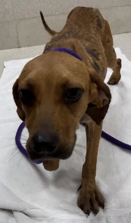 An adult medium-sized female Terrier dog named Roo for adoption in Honolulu, HI