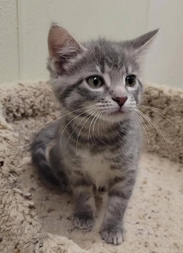 A baby medium-sized female Domestic Short Hair cat named Sweet Tart for adoption in Sandusky, OH