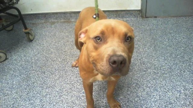 A young medium-sized male Pit Bull Terrier dog named Nacho for adoption in Charlotte, NC