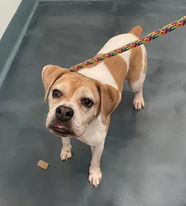 An adult medium-sized male Mixed Breed dog named Cyrus for adoption in Ridgewood, NY