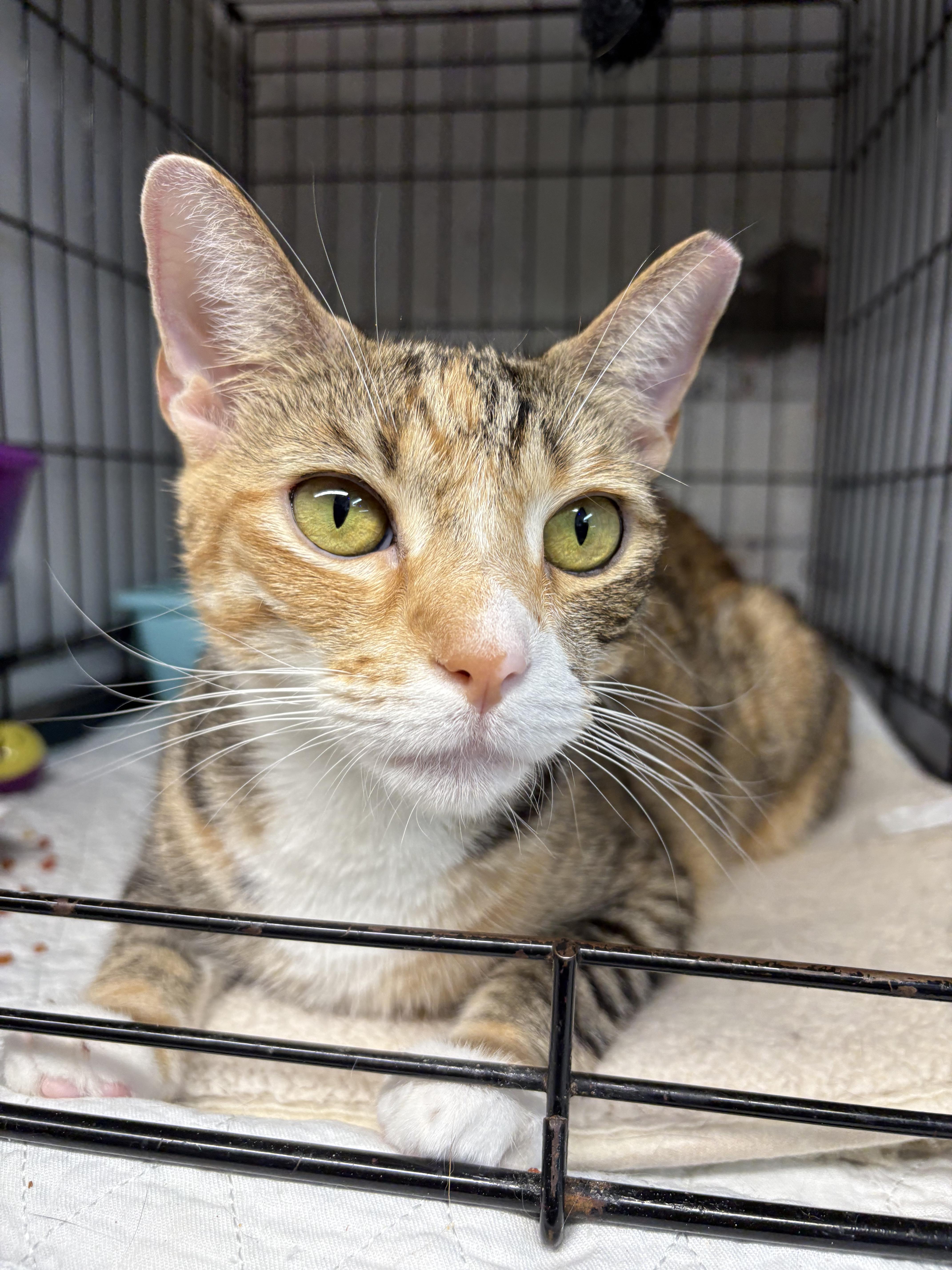 A young medium-sized female Dilute Calico American Shorthair cat named Annie N  A for adoption in New York, NY