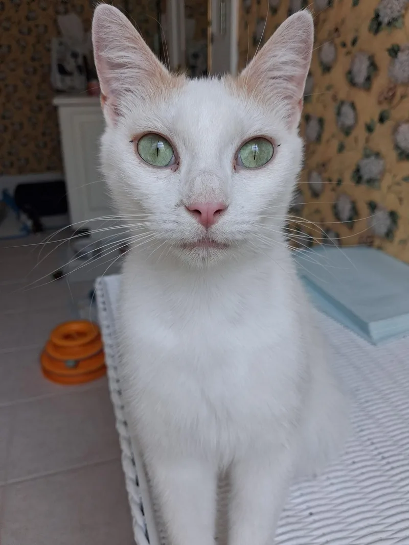 An adult medium-sized female Orange & White Domestic Short Hair cat named Cindy Lou for adoption in Greenville, NC