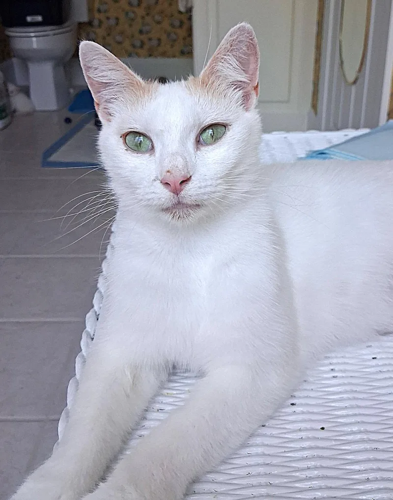 Cindy Lou thumbnail 4