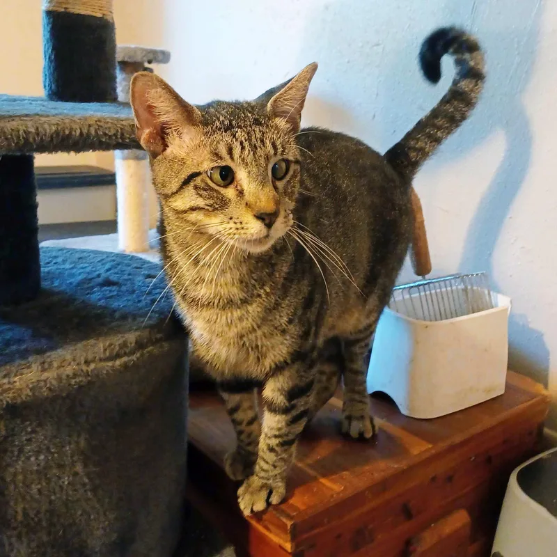 A young large-sized male Tabby (Brown / Chocolate) Domestic Short Hair cat named Googley Eyes for adoption in Guthrie, OK