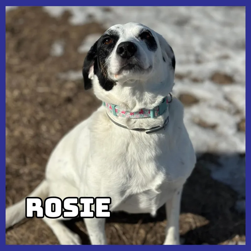 An adult medium-sized female White / Cream Dalmatian dog named Rosie for adoption in Glenwood, MN