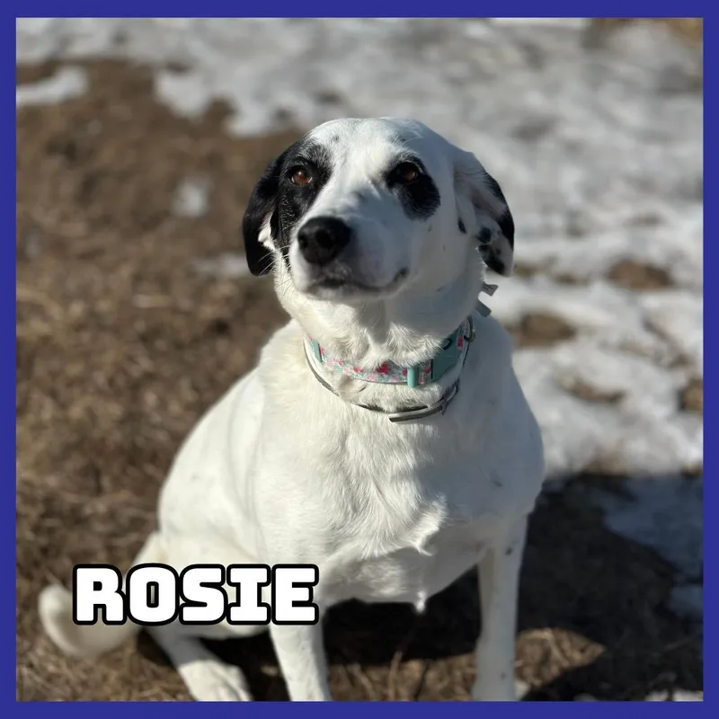 Rosie thumbnail 3