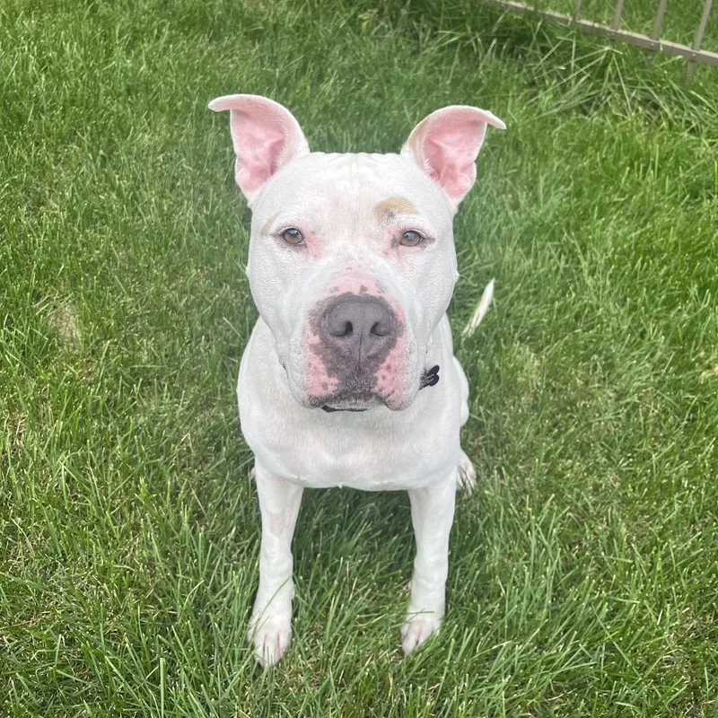 An adult large-sized male White / Cream Pit Bull Terrier dog named Jack Sparrow for adoption in Crystal, MN